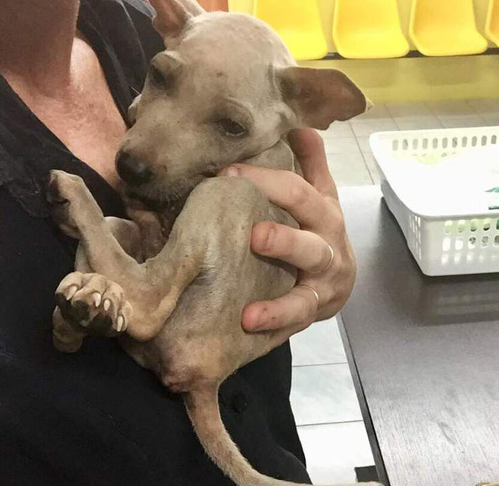 A Rescued Puppy Cant Stop Showering His Rescuer with Love Will Touch Your Heart 3